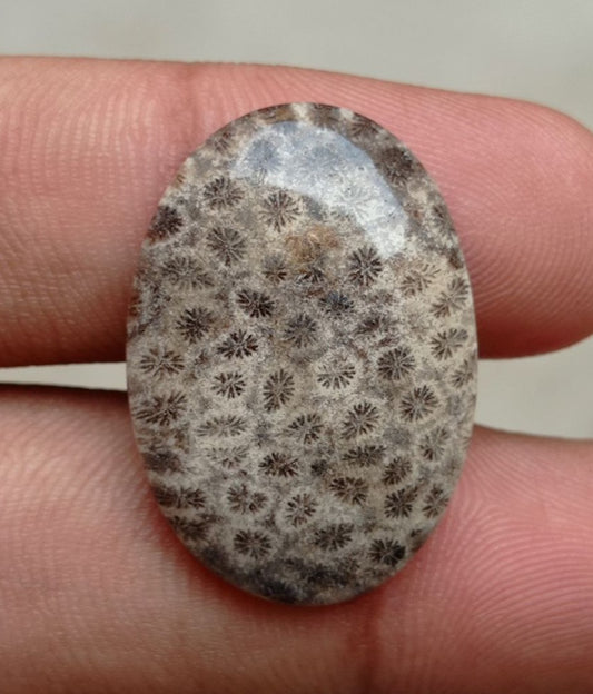 Natural Chrysanthemum Gemstone aka Agatized Coral Cabochon- 29x20x5mm