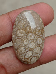 المرجان العقيق - المرجان المتحجر - الأحفور المرجاني كابوشون - 35x21x7mm