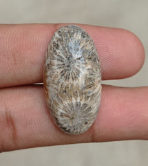 المرجان العقيق - المرجان المتحجر - الأحفور المرجاني كابوشون - 30x21x7mm