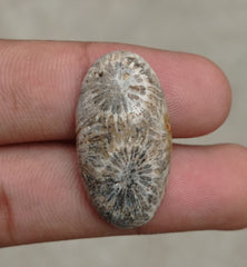 المرجان العقيق - المرجان المتحجر - الأحفور المرجاني كابوشون - 30x21x7mm