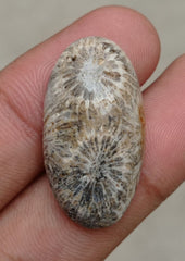 المرجان العقيق - المرجان المتحجر - الأحفور المرجاني كابوشون - 30x21x7mm