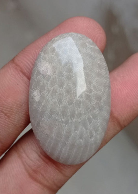 Natural Chrysanthemum Gemstone aka Agatized Coral Cabochon - 39x24x7mm