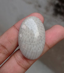 المرجان العقيق - المرجان المتحجر - الأحفور المرجاني كابوشون - 39x24x7mm