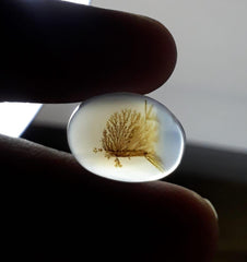 عقيق شجيري طبيعي 9.5 قيراط - عقيق خشبي - الأبعاد - 16 × 11 ملم