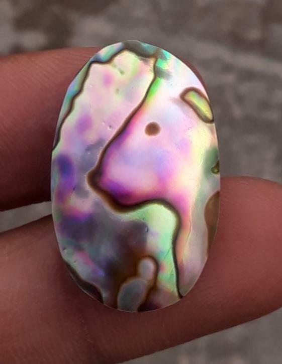 27.8ct Abalone Shell - Haliotis Iris, Paua Shells, Nacre, Mother-of-Pearl, Aulon, Sea ear -28.5x17.5mm