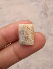 المرجان العقيق - المرجان المتحجر - كابوشون المرجان الأحفوري العقيق - 15 × 18 ملم